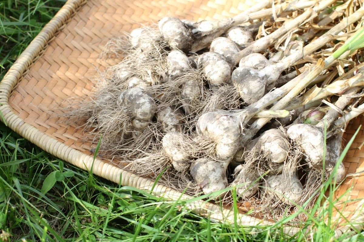 OPEN記念セール　黒にんにく 1000ｇ 熟成 無農薬 食品衛生責任者許可あり　送料無料　黒ニンニク1kg