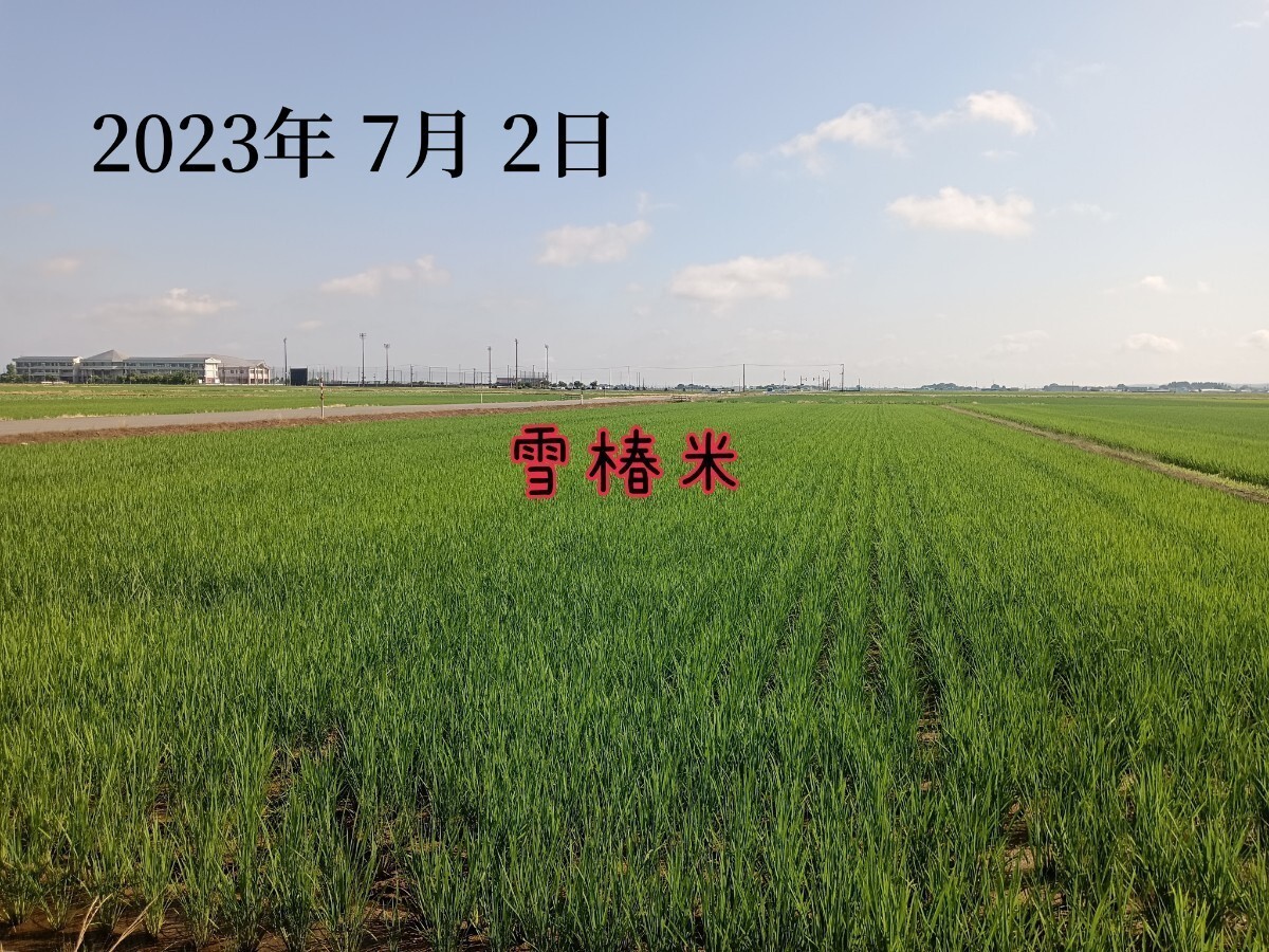 特別栽培米新潟県産コシヒカリ10k_画像5