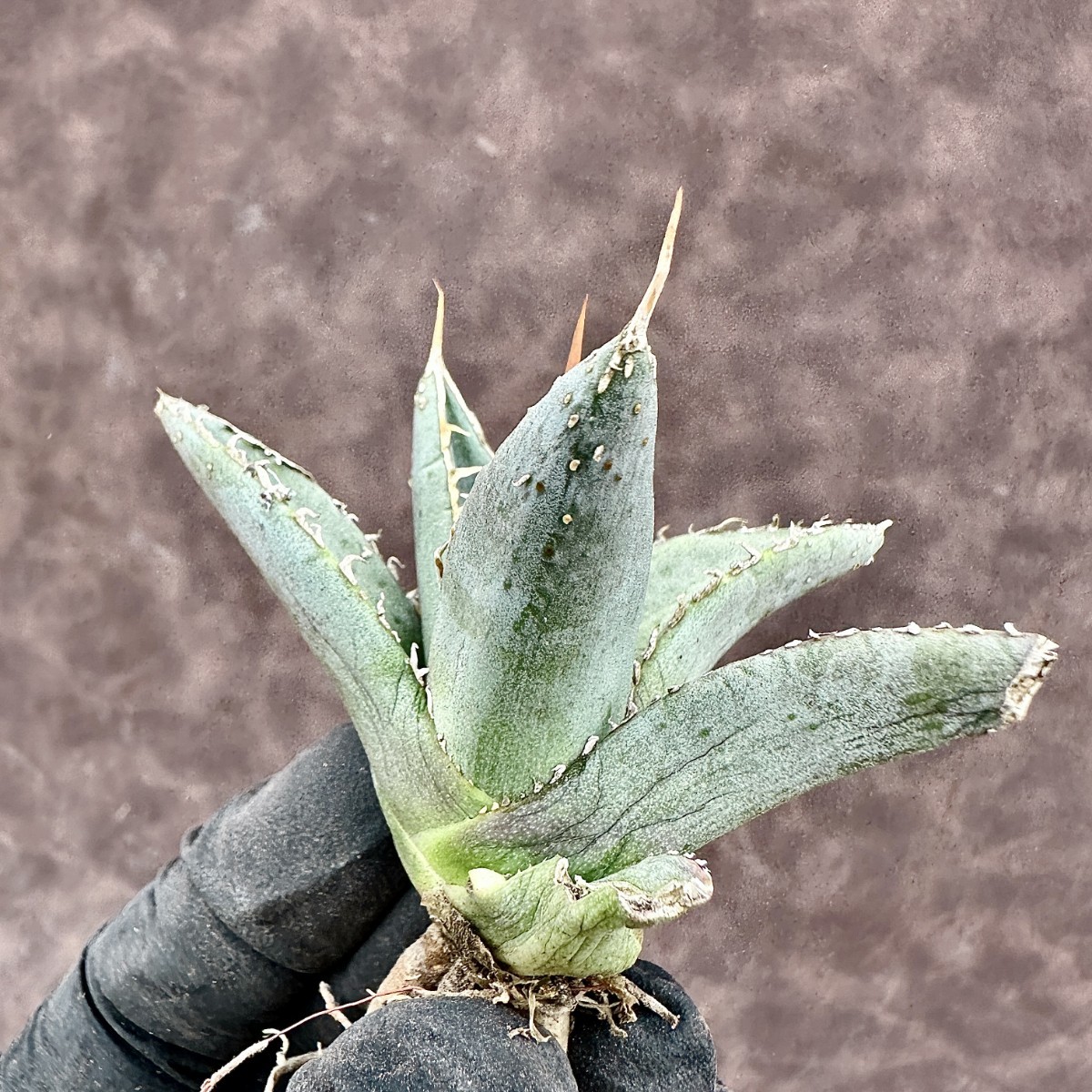 【Lj_plants】Z28 アガベ 帝君 agave emperor 濃密タイプの背棘 綺麗株 _画像7