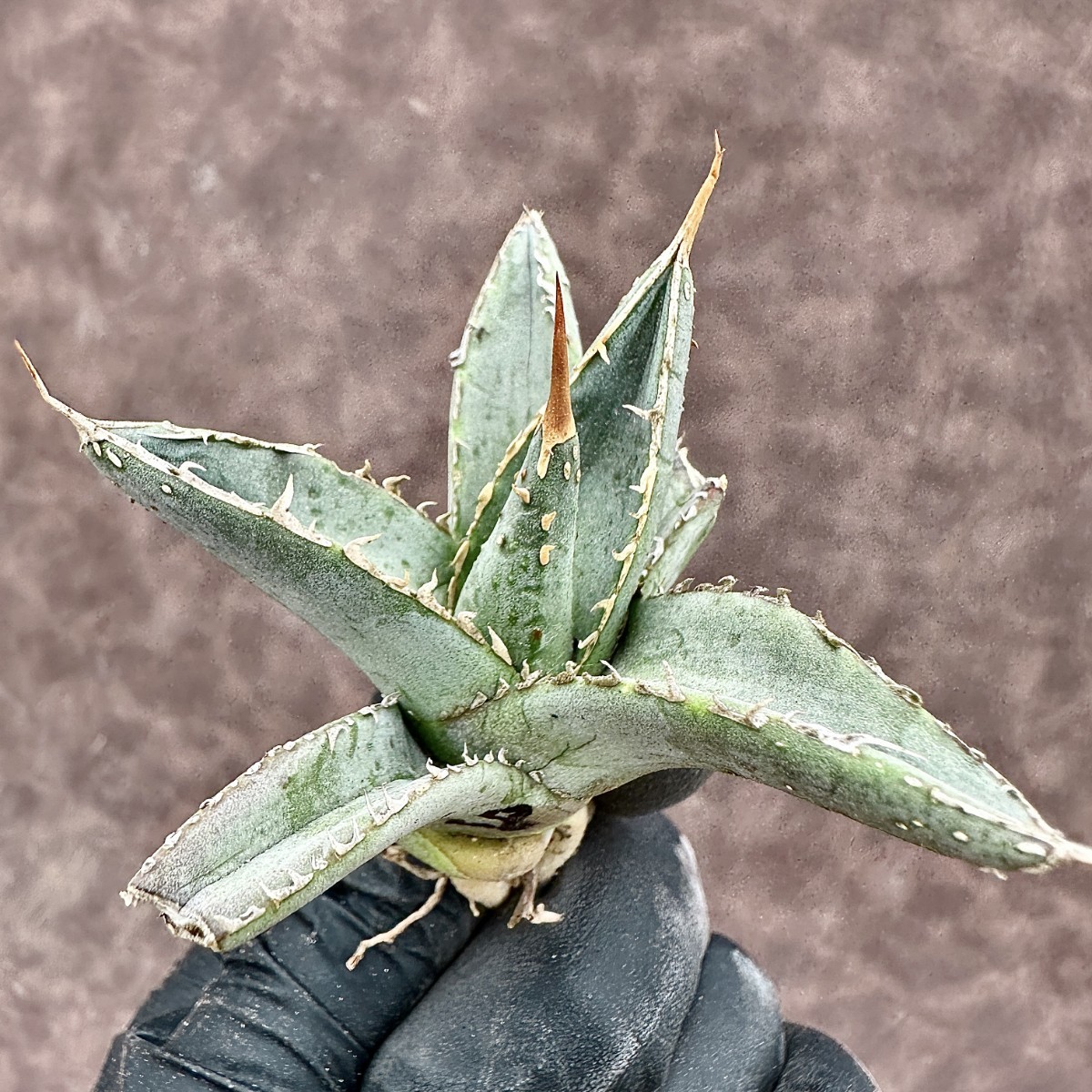 【Lj_plants】Z28 アガベ 帝君 agave emperor 濃密タイプの背棘 綺麗株 _画像4