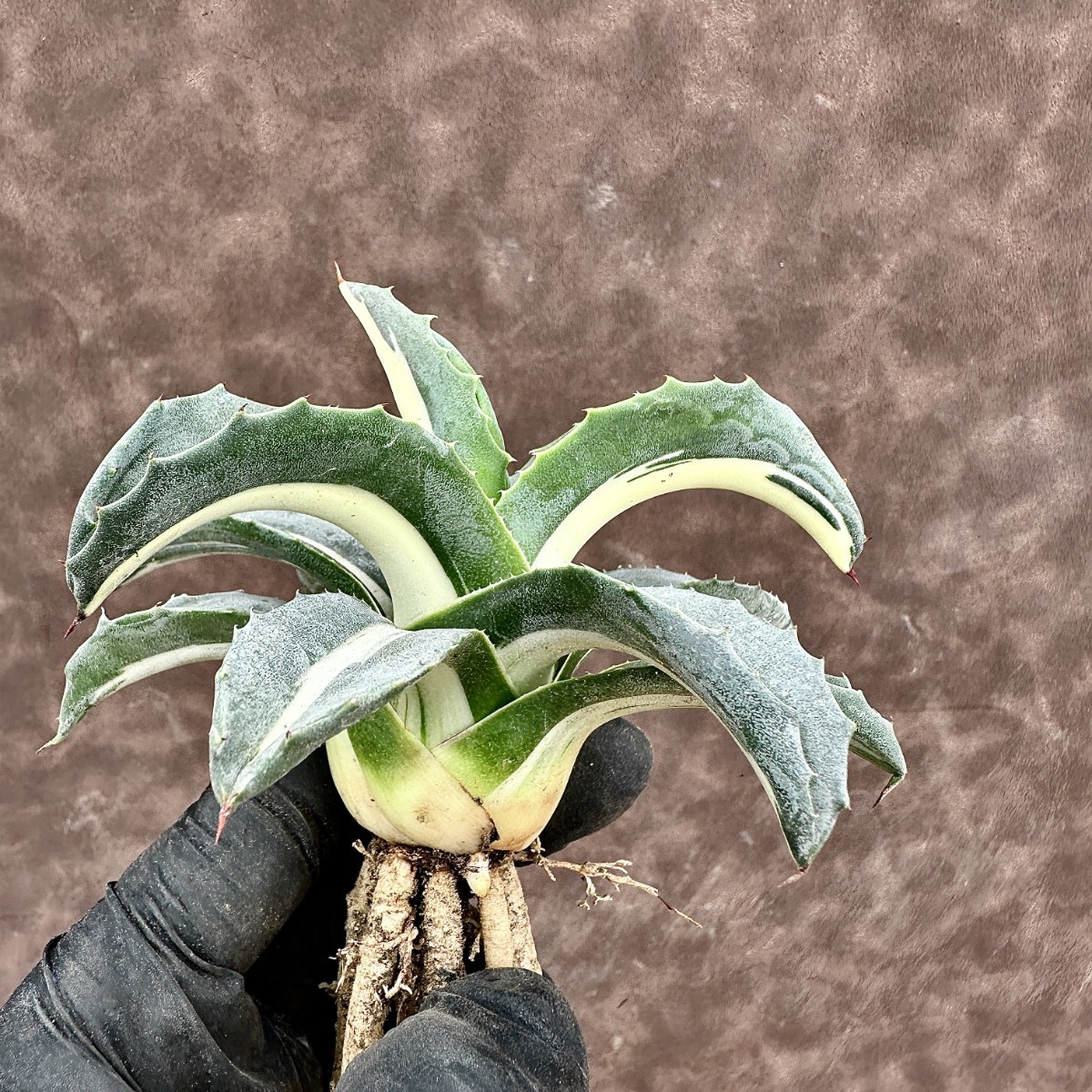 【Lj_plants】Z32 多肉植物 アガベ アメリカーナ 華厳 白中斑 綺麗株_画像3