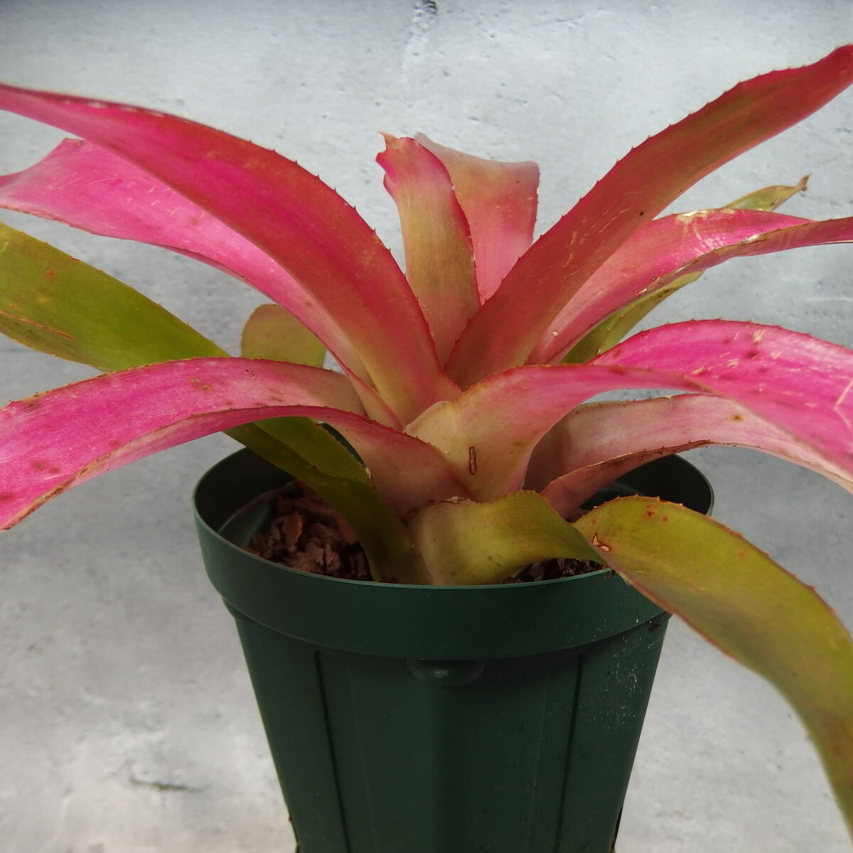 【雀草】Neoregelia 'Cranberry’_画像2