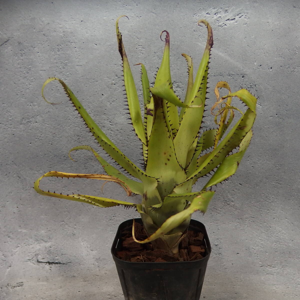 【雀草】Aechmea triangularis/#104_画像3