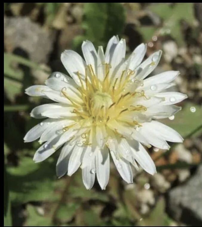 シロバナタンポポ 大株 白花蒲公英 1株 レアな白いたんぽぽの画像3