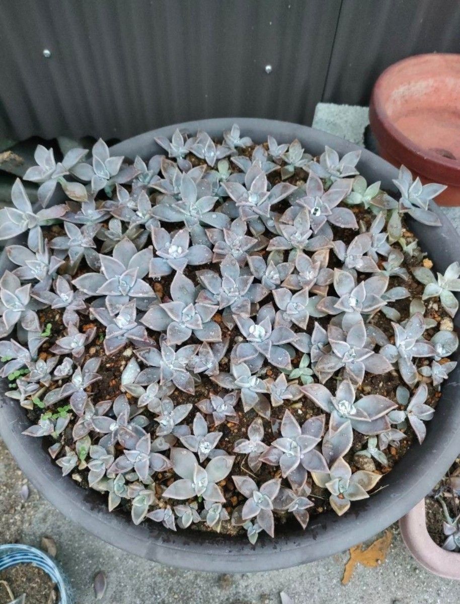 多肉植物　朧月　おぼろづき カット苗 寄植え