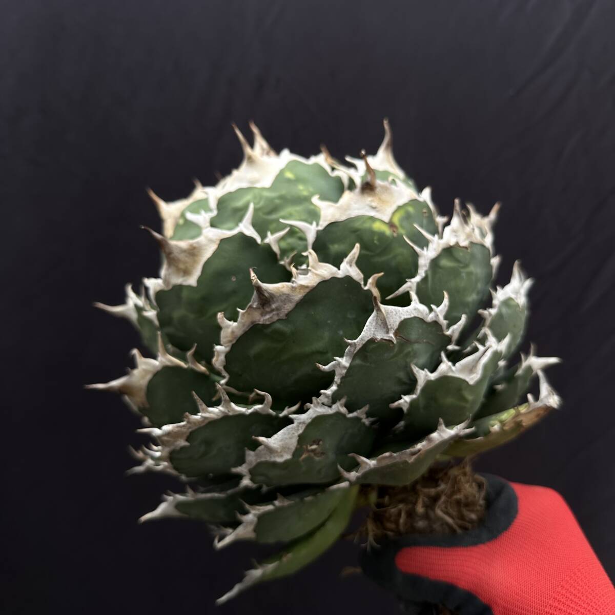 No.001【 AGAVE TITANOTA 】強棘 まん丸 ボールタイプ スペシャル株 特選株 アガベ チタノタ 塊根 コーデックス サボテン 多肉植物の画像1