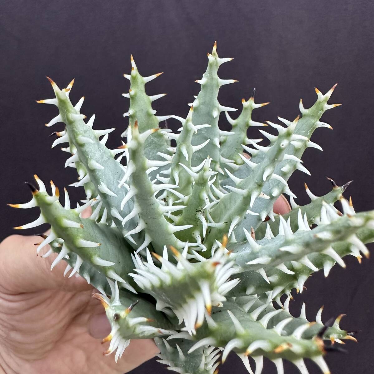 No.057【 ALOE ERINACEA 】アロエ エリナケア 特選株 アガベ チタノタ 塊根 コーデックス サボテン 多肉植物_画像5