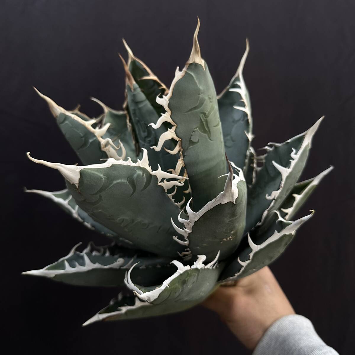 No.002【 AGAVE TITANOTA 】強棘 ブルータイプ 特選株 アガベ チタノタ 塊根 コーデックス サボテン 多肉植物の画像1