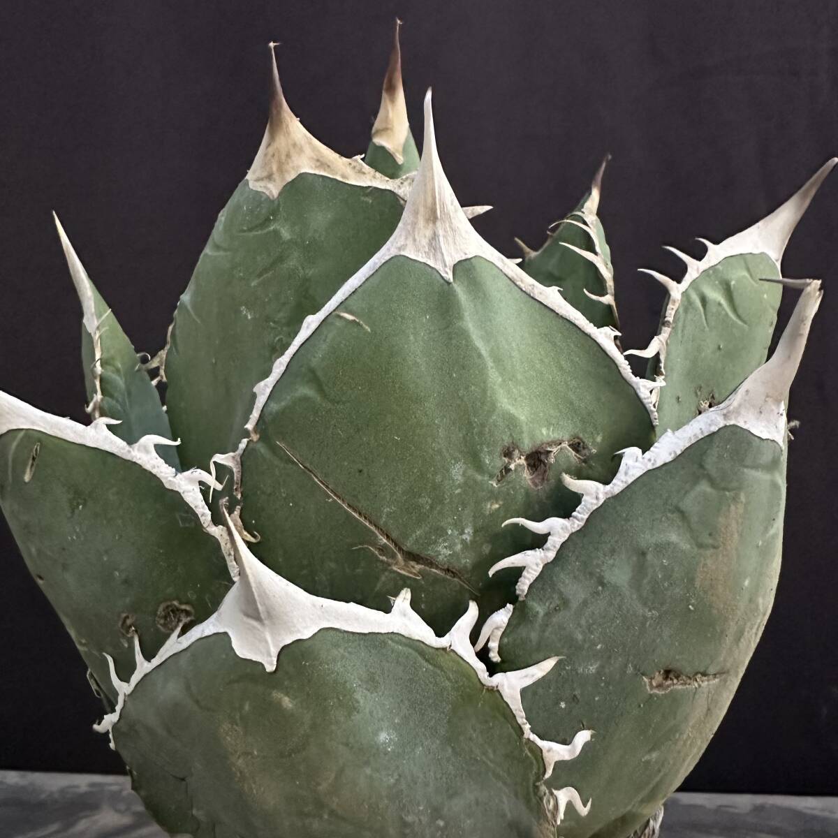 No.009【 AGAVE TITANOTA 】丸葉 特選株 アガベ チタノタ 塊根 コーデックス サボテン 多肉植物_画像5