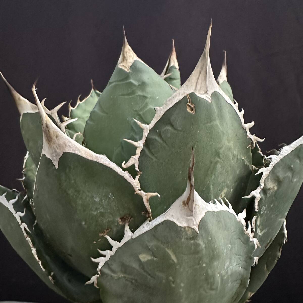 No.009【 AGAVE TITANOTA 】丸葉 特選株 アガベ チタノタ 塊根 コーデックス サボテン 多肉植物_画像4