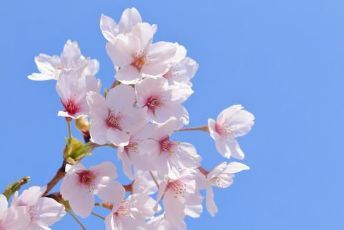 おひとり様1個まで 1円 画像 即決 素材 データ ダウンロード 桜の画像1