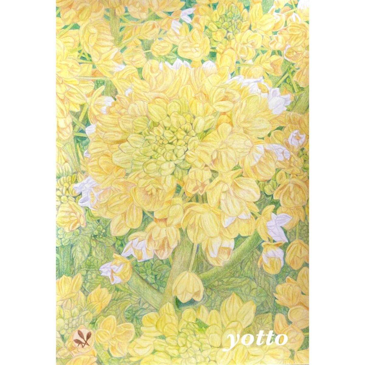 色鉛筆画「 菜の花 〜 仁愛 〜 」Ｂ５・額付き◇◆手描き◇原画◆菜の花◇◆yotto_画像1