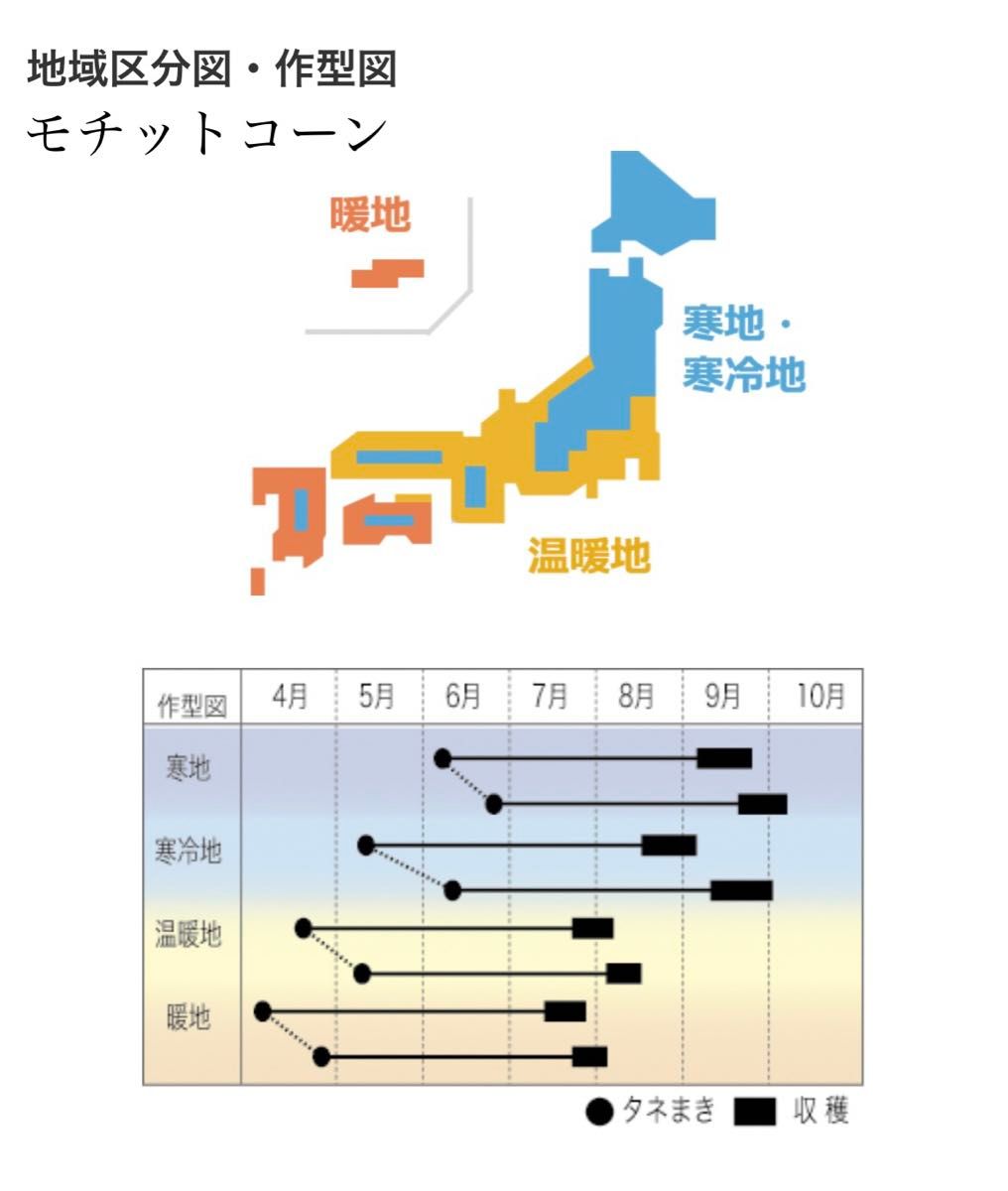 【 モチットコーン 】 国内育成・採取 家庭菜園 種 タネ とうもろこし 野菜