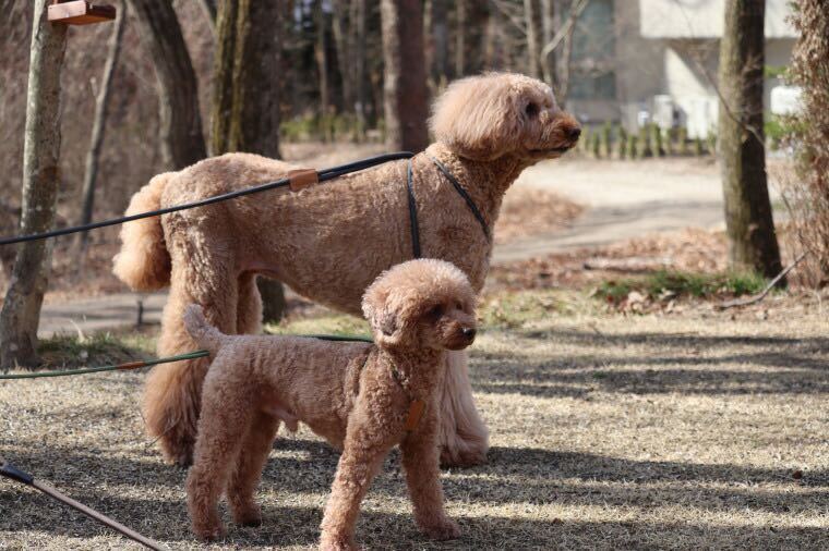 [Hakusan] body . gently Fit make one body harness lead [ rope DE harness lead ]8mm type total length 80cm green 