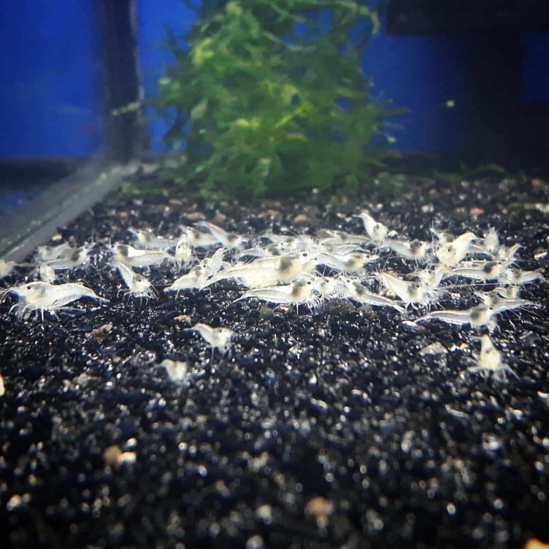 【Noir×Rouge】 スノーホワイトシュリンプ ５ 匹セット 『生体 ヌマエビ チェリーシュリンプ shrimp 熱帯魚 抱卵 水草』の画像1