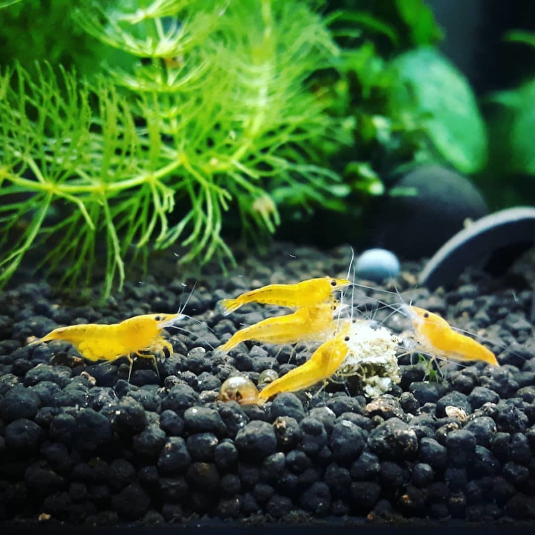 [Noir×Rouge] yellow Cherry shrimp 5 pcs set [ organism freshwater prawn Cherry shrimp shrimp tropical fish . egg water plants ]