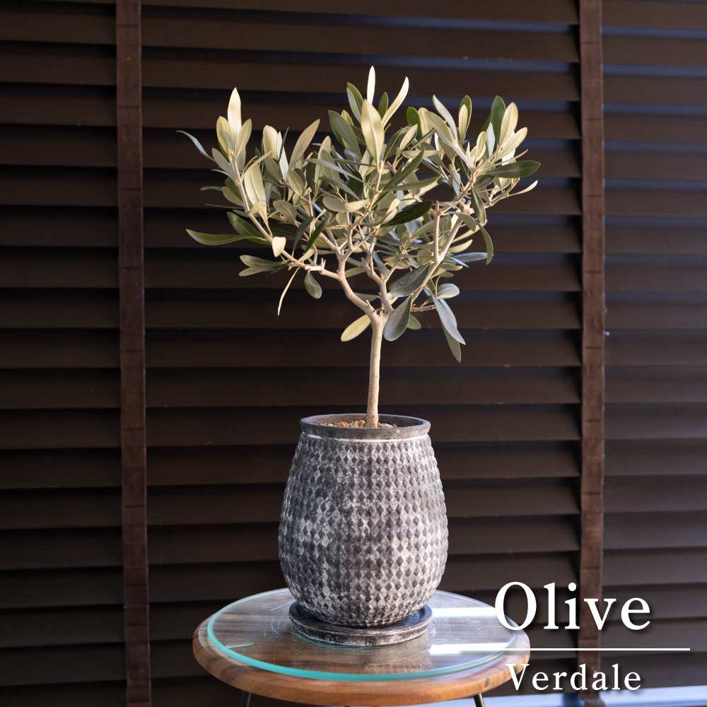 Olive オリーブの木 Verdale 5号 陶器鉢 バーデル オリーブ トピアリー 0302