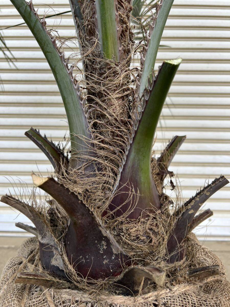  here s cocos nucifera silver leaf form good cocos nucifera. tree cocos nucifera garden tree plant garden symbol tree gardening potted plant etc. reality goods 