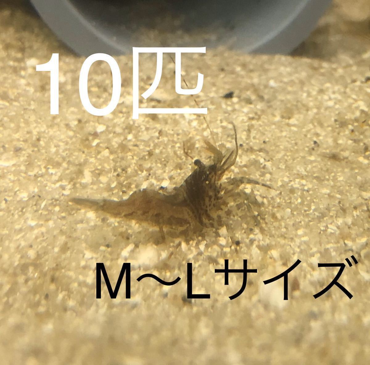 No43 アシナガモエビ系　10匹セット　M～Lサイズ　近海魚　海水魚　生体　甲殻類　エビ_画像3
