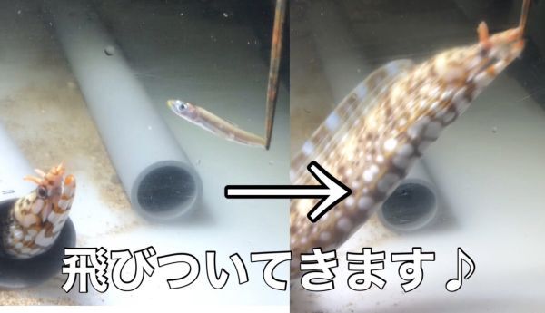 【現物】珍珍　トラウツボ　SMサイズ　37センチぐらい　近海魚　海水魚　生体　ウナギ目ウツボ科_画像2