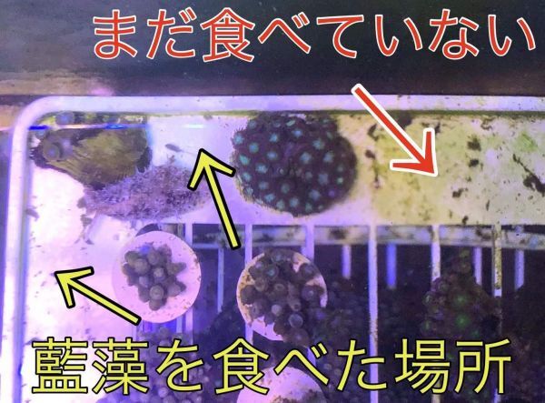 No54【３匹セット】シノアバクテリアキラー「スタイルチーラス」Lサイズ　近海魚　海水魚　生体　藍藻退治　ぽすとタツナミガイ　_画像4