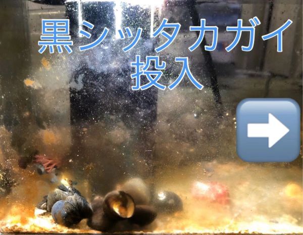 No9【３0個セット】黒シッタカガイ　Ｌサイズ　近海魚　海水魚　生体　コケ掃除　クリーナー　シッタカ貝_画像4
