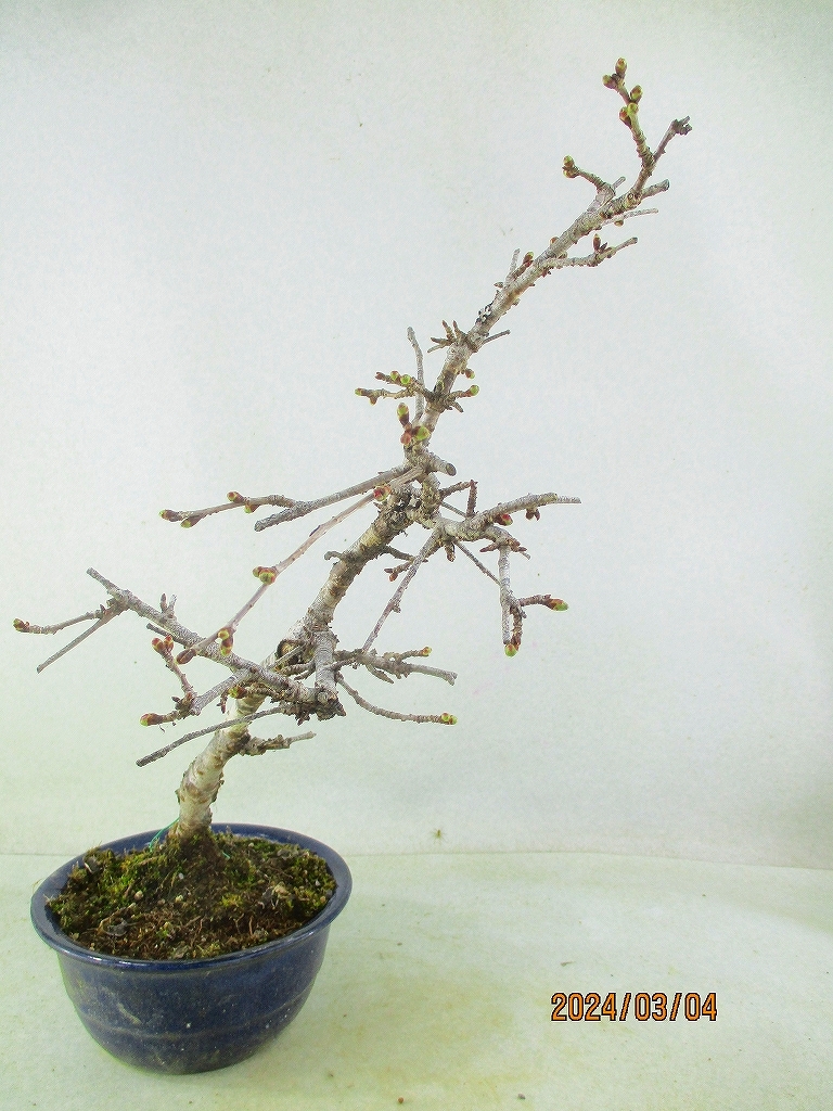[. manner bonsai Ryuutsu ] Sakura goods kind unknown 3/4.~ flower change supposition (3315 lapis lazuli . circle pot ) total height 46.*140 size * same packing conditions have *[ together transactions ] procedure .* postage clear writing *