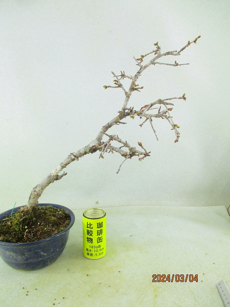 [. manner bonsai Ryuutsu ] Sakura goods kind unknown 3/4.~ flower change supposition (3315 lapis lazuli . circle pot ) total height 46.*140 size * same packing conditions have *[ together transactions ] procedure .* postage clear writing *