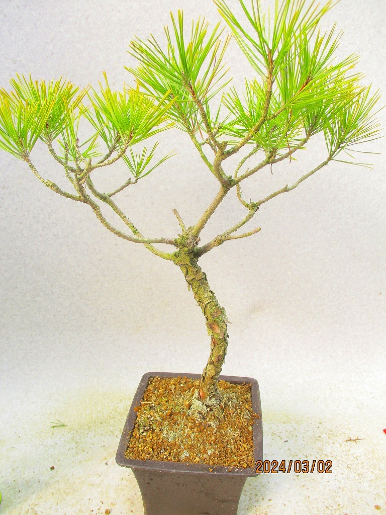 [. manner bonsai Ryuutsu ] red pine (3224 regular person pra pot ) total height :44.* same packing is [ together transactions ] procedure strict observance *100 size * postage clear writing 