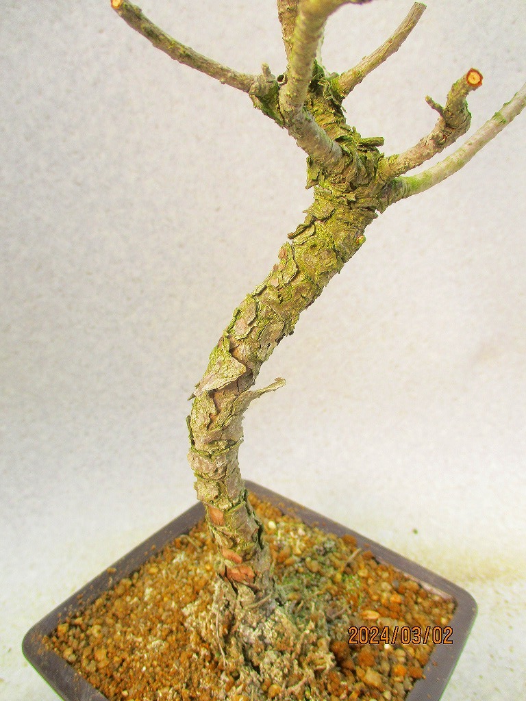 [. manner bonsai Ryuutsu ] red pine (3224 regular person pra pot ) total height :44.* same packing is [ together transactions ] procedure strict observance *100 size * postage clear writing 