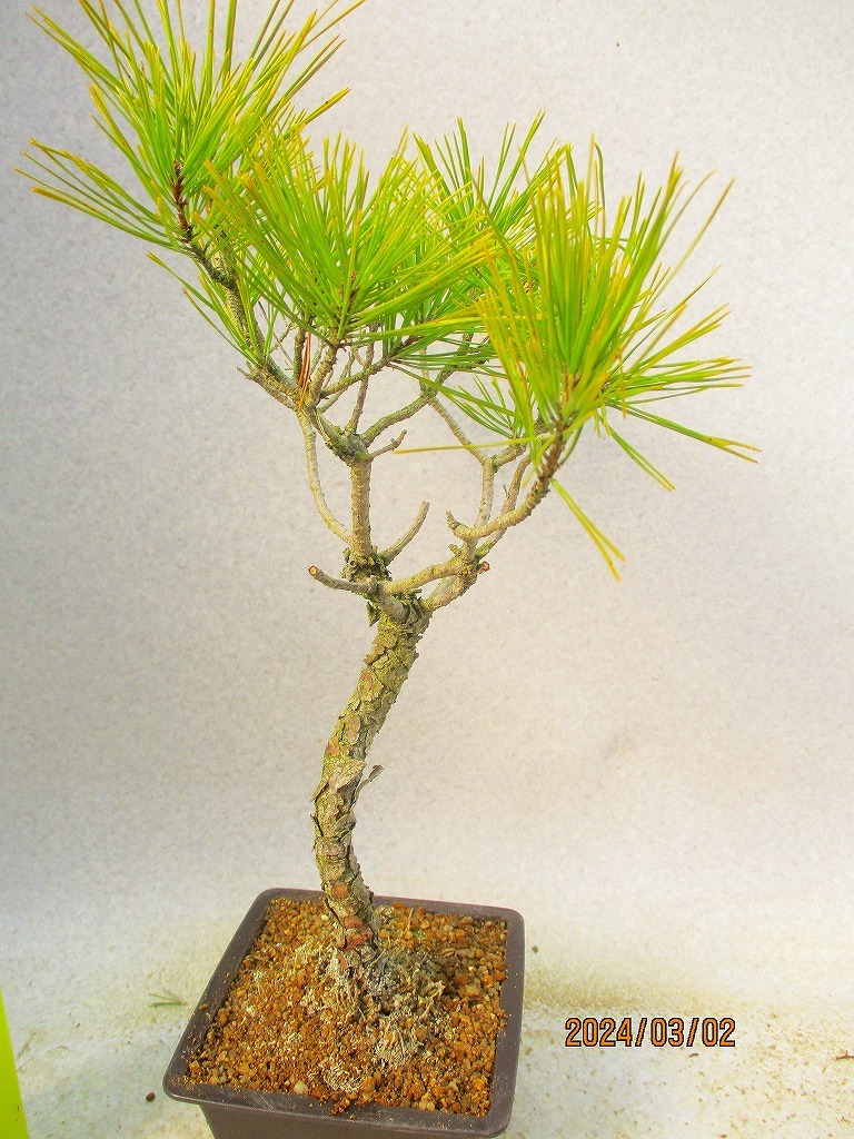 [. manner bonsai Ryuutsu ] red pine (3224 regular person pra pot ) total height :44.* same packing is [ together transactions ] procedure strict observance *100 size * postage clear writing 