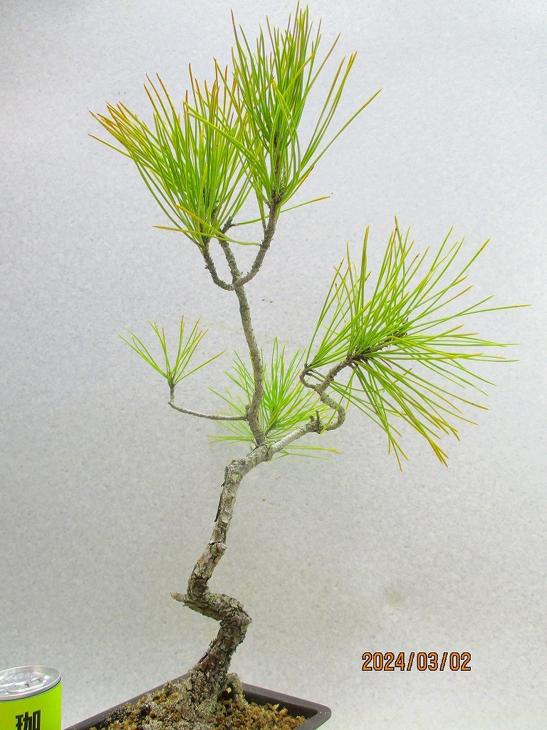 [. manner bonsai Ryuutsu ] interval pine (3232 regular person pra pot ) total height :44.* same packing is [ together transactions ] procedure strict observance *100 size * postage clear writing 