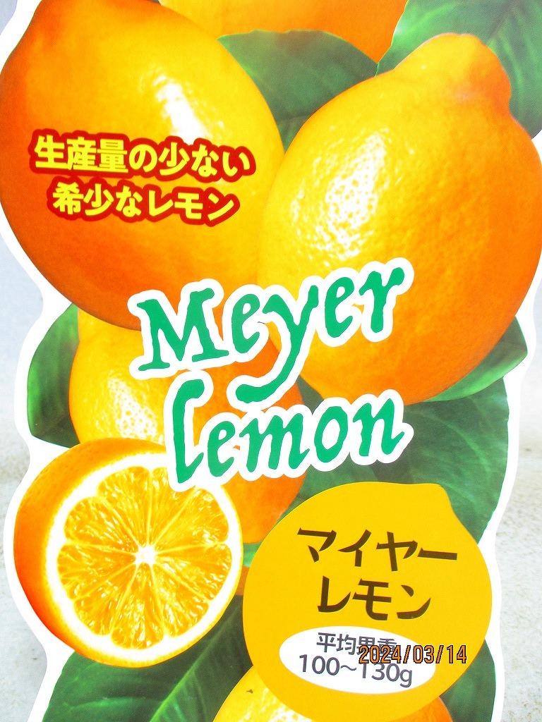 [野風苗木流通]マイヤーレモン(W31512)全高：69㎝※同梱包は「まとめて取引」手続厳守※100サイズ＊送料明記　_画像2