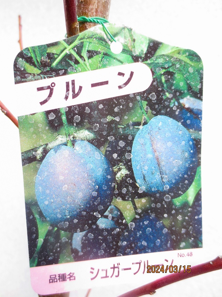 [野風苗木流通]プルーン シュガープルーン(31555)全高：69㎝※同梱包は「まとめて取引」手続厳守※100サイズ＊送料明記 の画像2