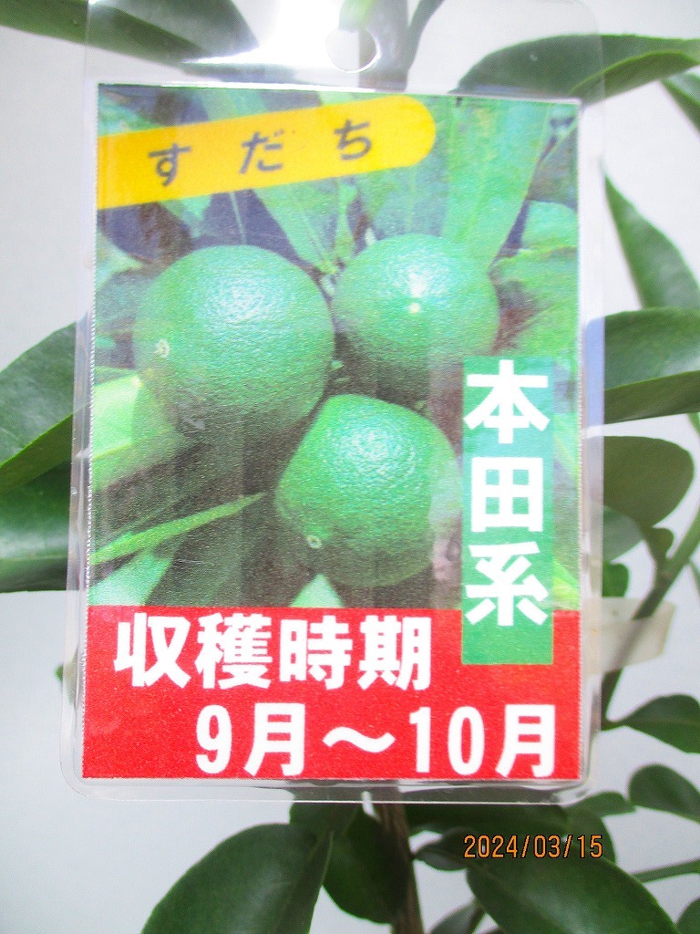 [野風苗木流通]本田系スダチ(31653)全高：67㎝※同梱包は「まとめて取引」手続厳守※100サイズ＊送料明記_画像2