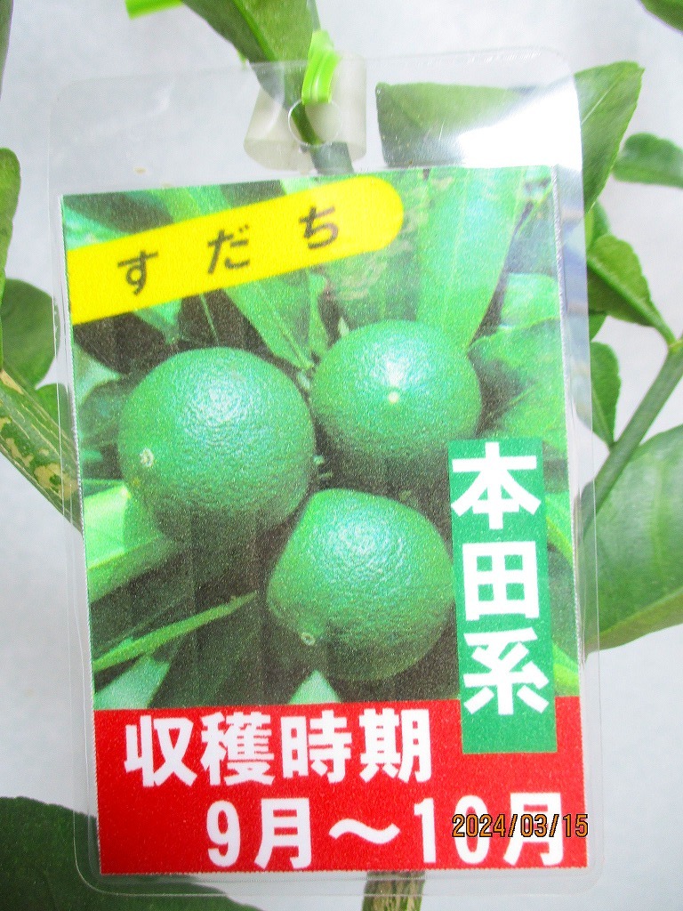 [野風苗木流通]本田系スダチ(31655)全高：67㎝※同梱包は「まとめて取引」手続厳守※100サイズ＊送料明記　_画像2