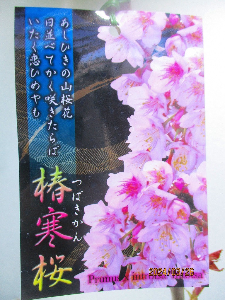 [野風苗木流通] 桜の苗木 椿寒桜 (32623)全高：69㎝※同梱包は「まとめて取引」手続厳守※100サイズ＊送料明記_画像1