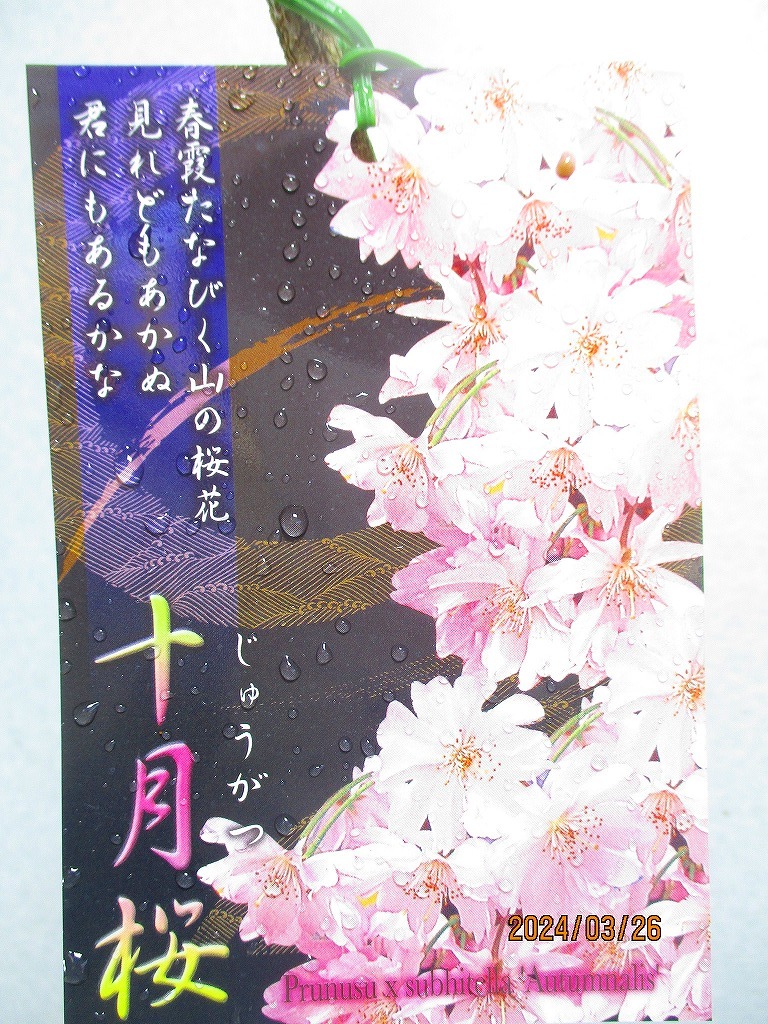 [野風苗木流通] 桜の苗木 十月桜 (32627)全高：67㎝※同梱包は「まとめて取引」手続厳守※100サイズ＊送料明記の画像2