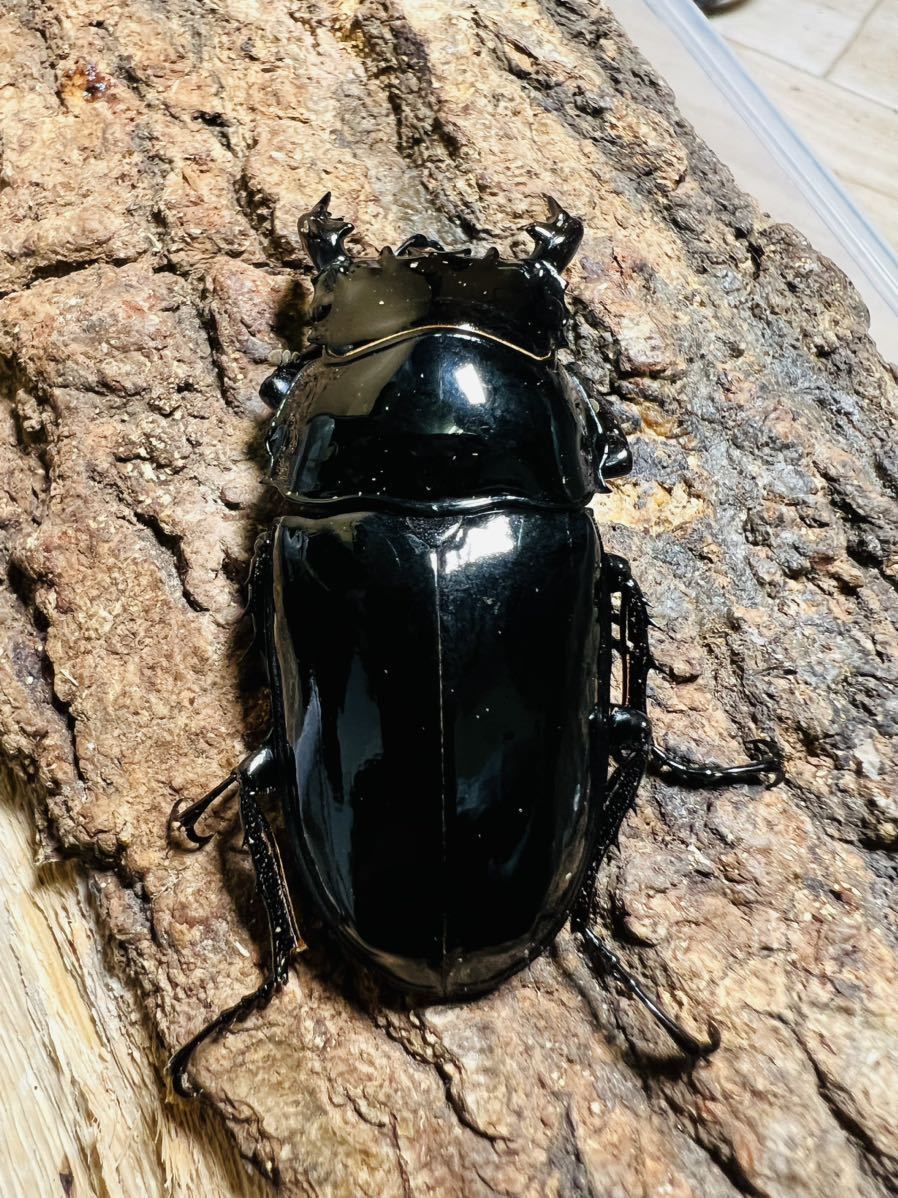 タランドゥス ♂57.7mm ♀52.0mm タランドゥスオオツヤクワガタ 新成虫ペア_画像2