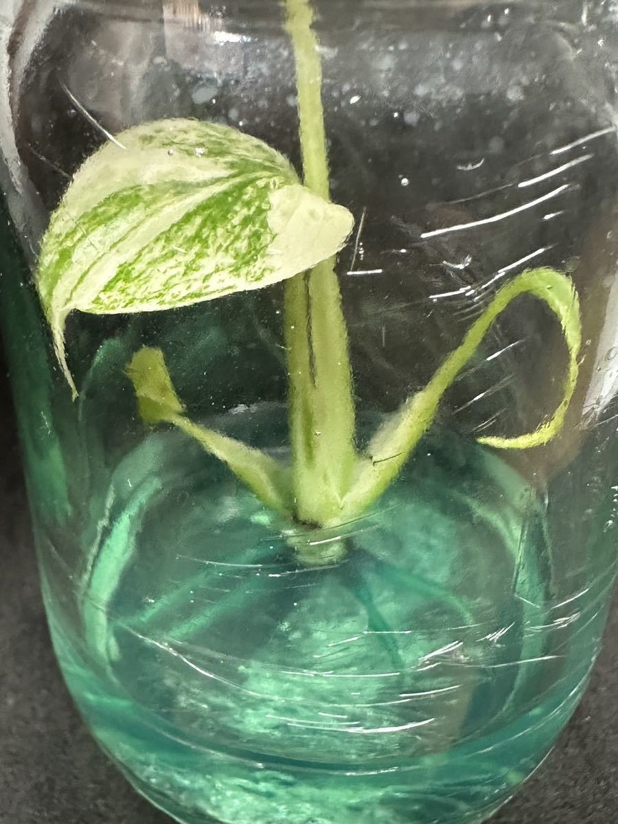 【veil plants】ハイクオリティ大株tissue culture monstera deliciosa mintモンステラ　デリシオーサ ミントタイ植物研究所直送_画像1