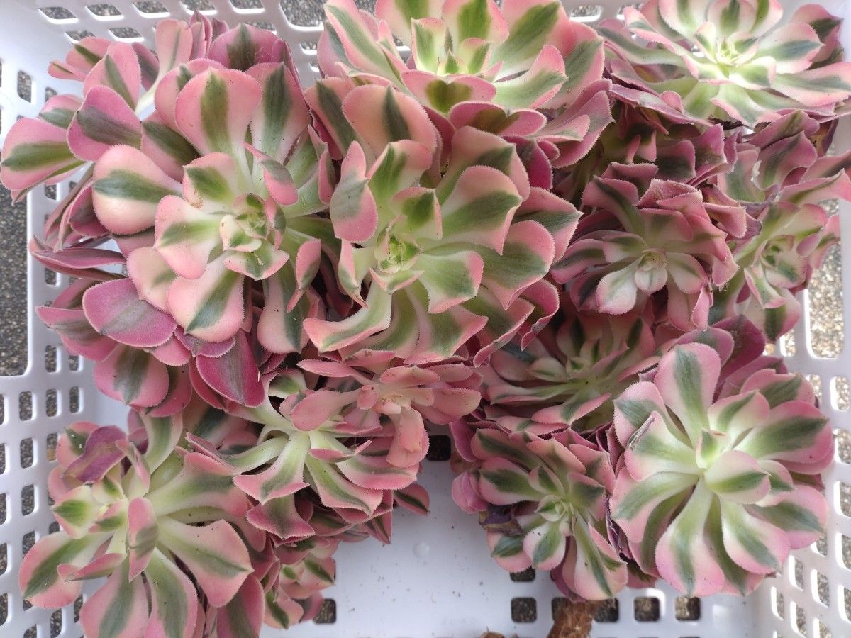 多肉植物 アエオニウム ピンクウィッチ錦 木立群生 多頭 ピンク 多肉植物 アエオニウム ピンクウィッチ錦 木立群生 多頭 ピンク
