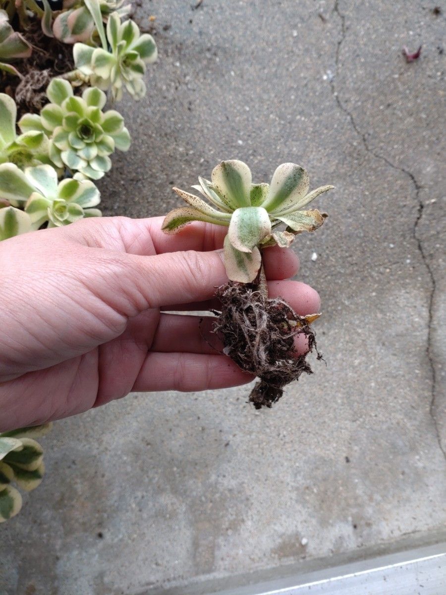 多肉植物 アエオニウム グリーンメデューサ錦 5頭セット 安心の 多肉植物 アエオニウム グリーンメデューサ錦 5頭セット 安心の