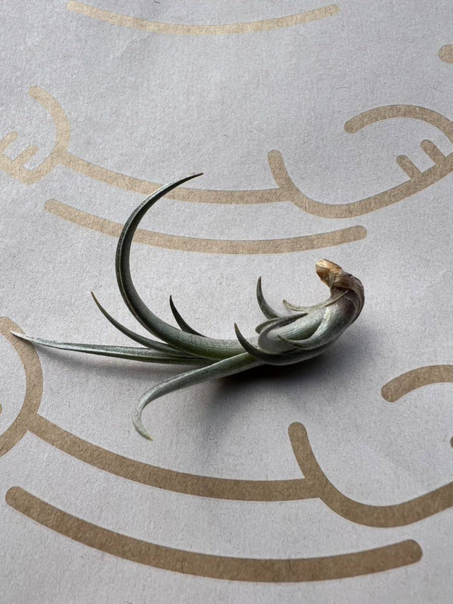 Tillandsia erici チランジア エリシー チランドシア_画像4