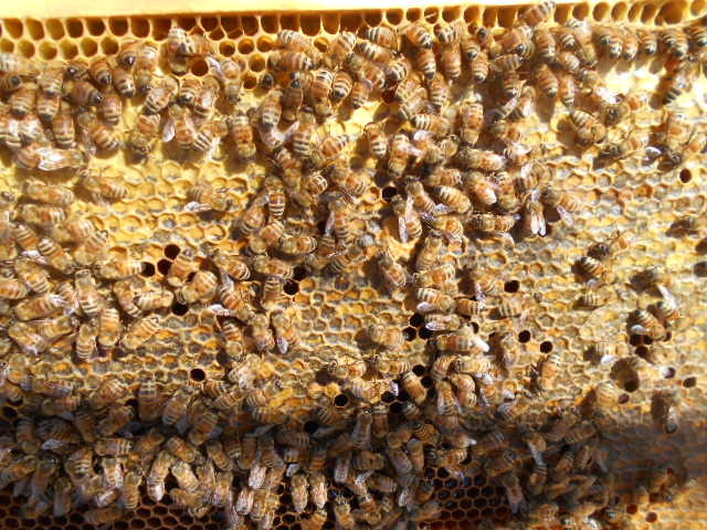 西洋蜜蜂越冬明け３枚群（女王付き）、輸送専用巣箱入り、西洋ミツバチ、セイヨウミツバチ、種蜂、養蜂、花粉交配、ふそ病の検査済証付き_画像3