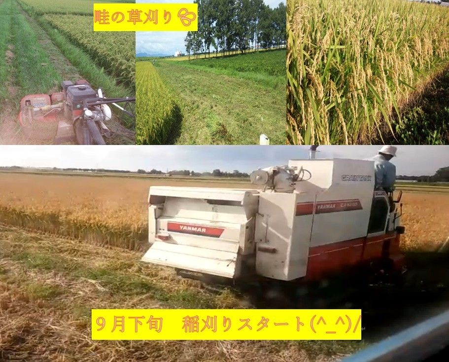  【送料無料】ゆめぴりか　１等米　玄米20キロ　特A北海道米　令和５年産　農家直送 数量限定