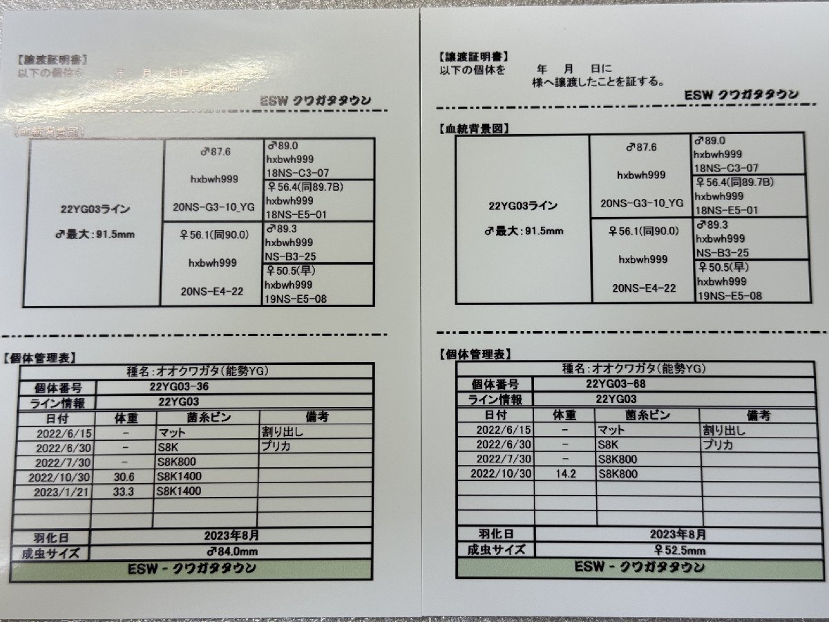 【ESW】能勢YG オオクワガタ ペア ♂84.0mm ♀52.5mm 新成虫 （91.5mm同腹）即ブリード可_画像9