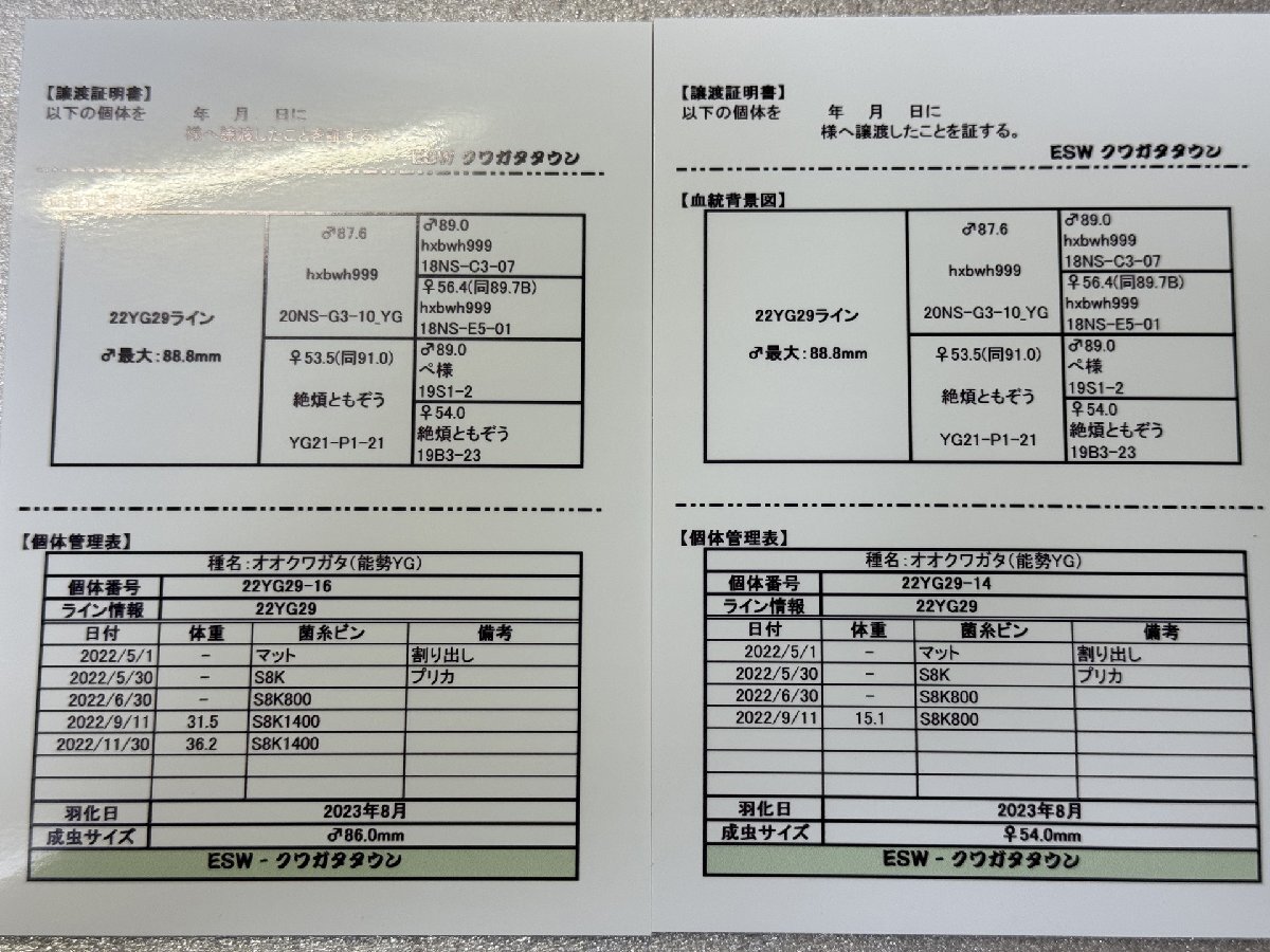 【ESW】能勢YG オオクワガタ 訳ありペア ♂86.0mm ♀54.0mm 新成虫 （88.8mm同腹）_画像9