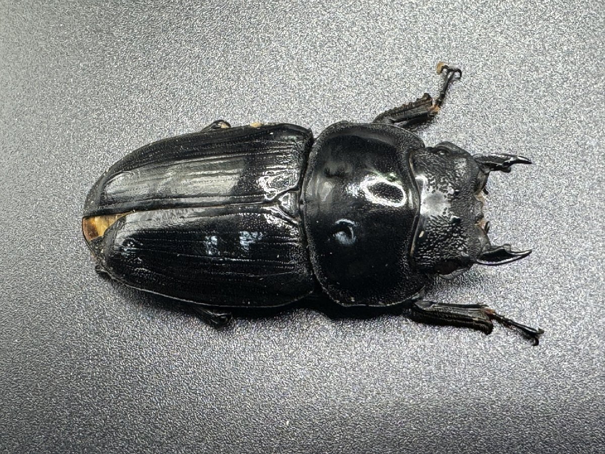 【ESW】能勢YG オオクワガタ 訳ありペア ♂86.0mm ♀54.0mm 新成虫 （88.8mm同腹）_画像8