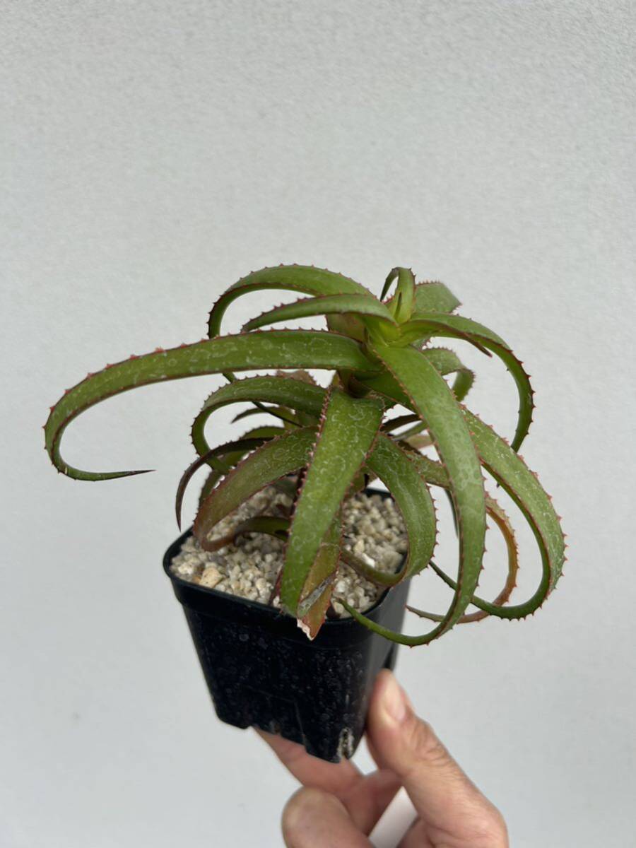 Aloe bruynsii マダガスカル産小型アロエ　カキコ自根_画像1