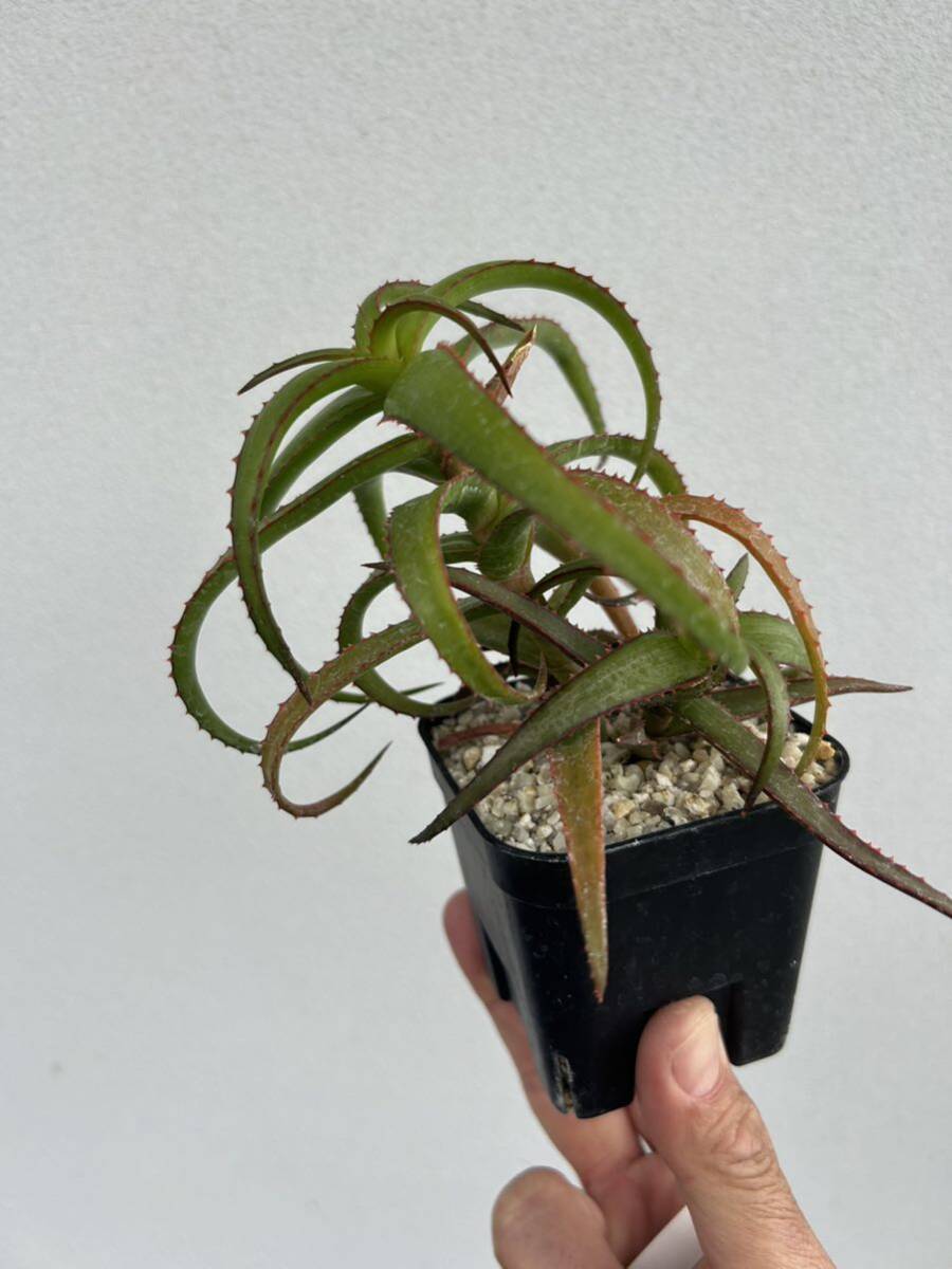 Aloe bruynsii マダガスカル産小型アロエ　カキコ自根_画像2